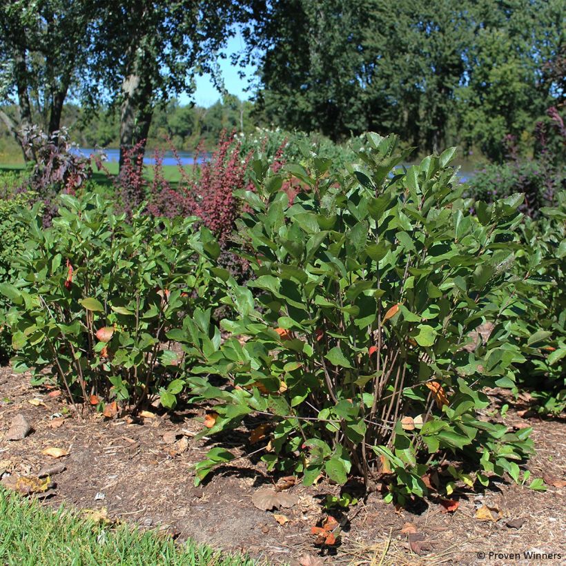 Apfelbeere Revontuli Hedger - Aronia melanocarpa (Plant habit)