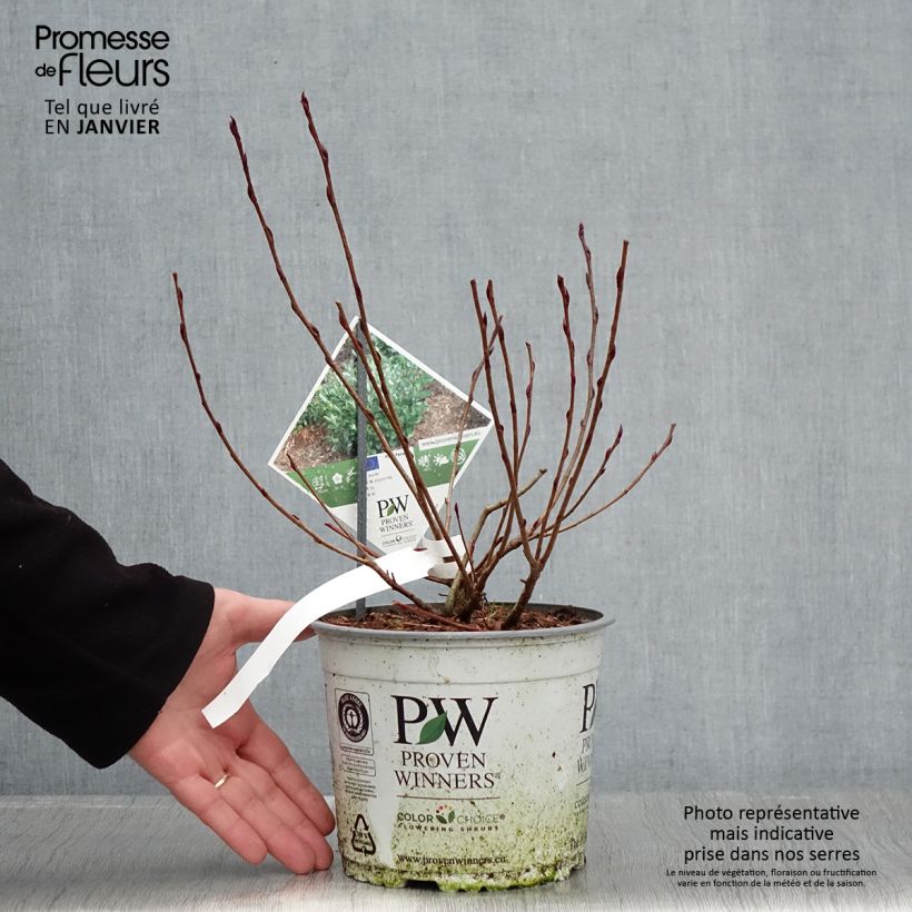 Exemplar von Apfelbeere Revontuli Mound - Aronia melanocarpa Topf mit 3L/4L wie im Winter geliefert