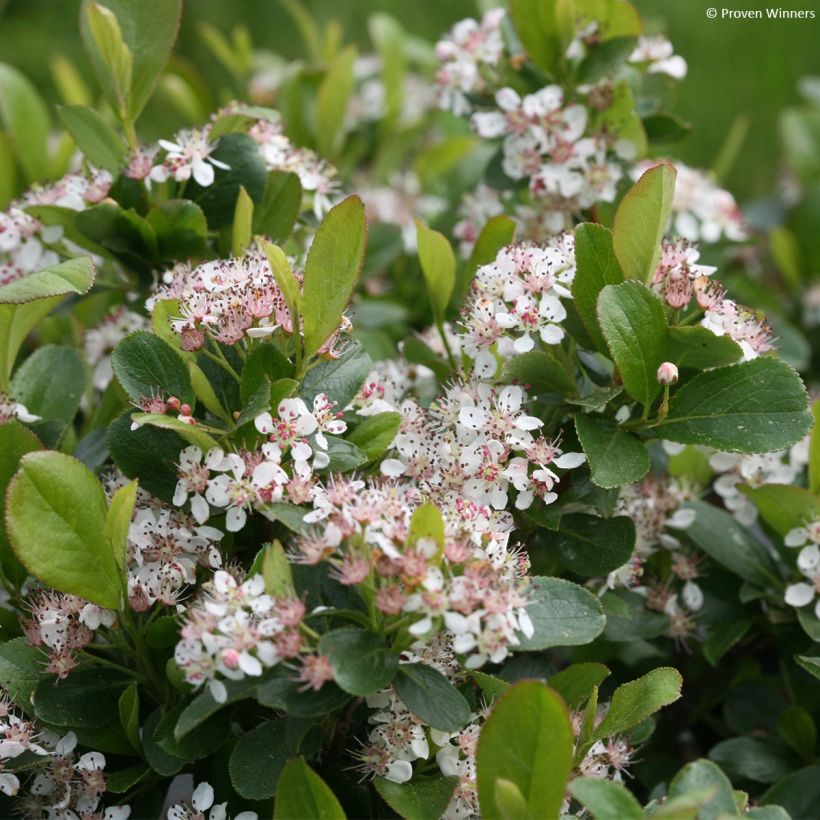 Apfelbeere Revontuli Mound - Aronia melanocarpa (Flowering)