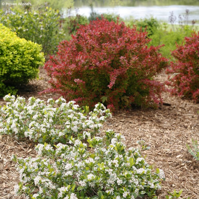 Apfelbeere Revontuli Mound - Aronia melanocarpa (Plant habit)