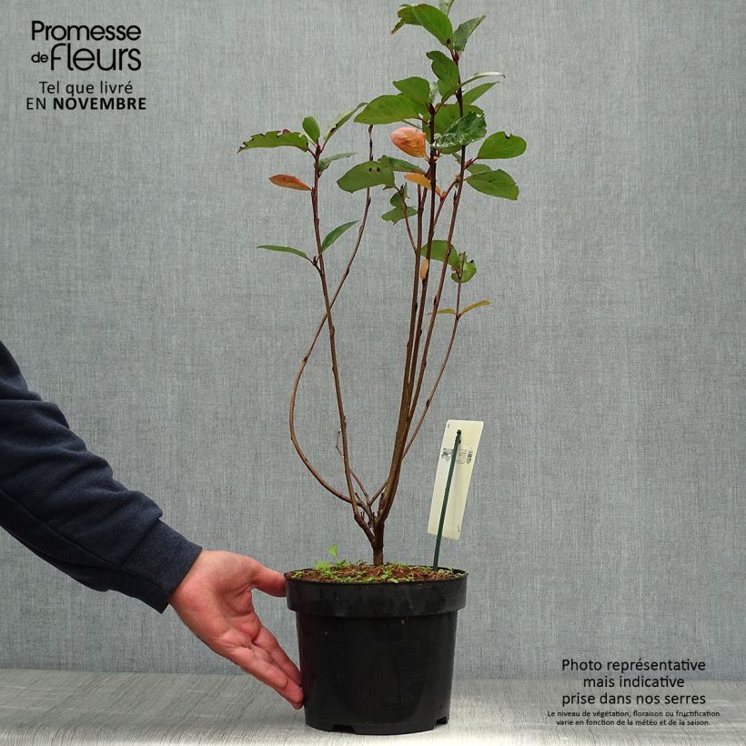Example of Aronia prunifolia Aron - Apfelbeere Topf mit 2L/3L as you get in automne