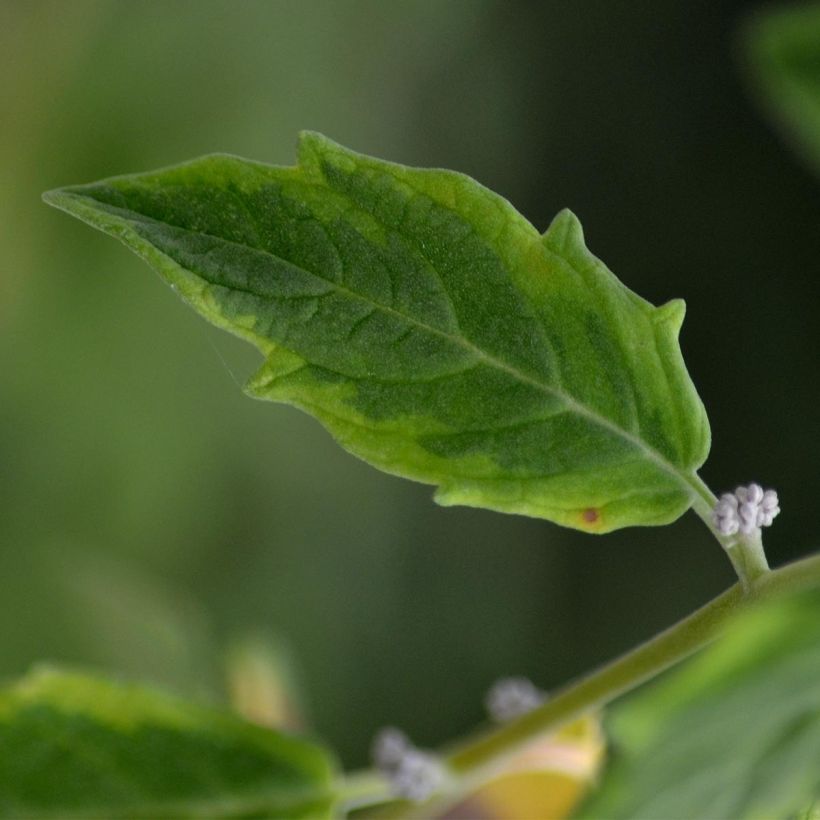 Pflaumenblättrige Apfelbeere Viking - Aronia (Foliage)