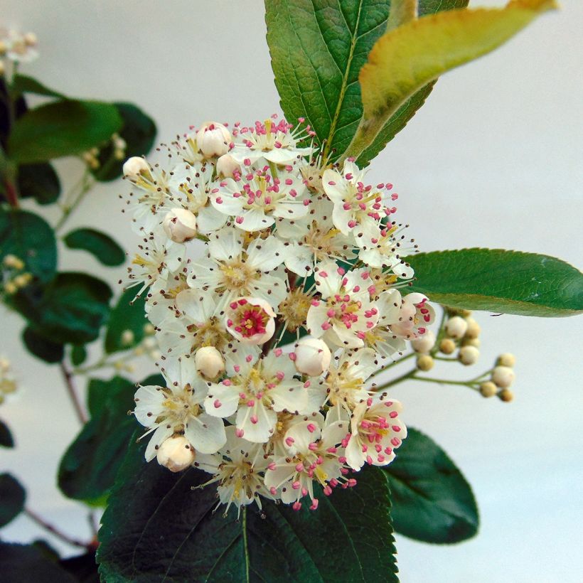 Pflaumenblättrige Apfelbeere Viking - Aronia (Flowering)
