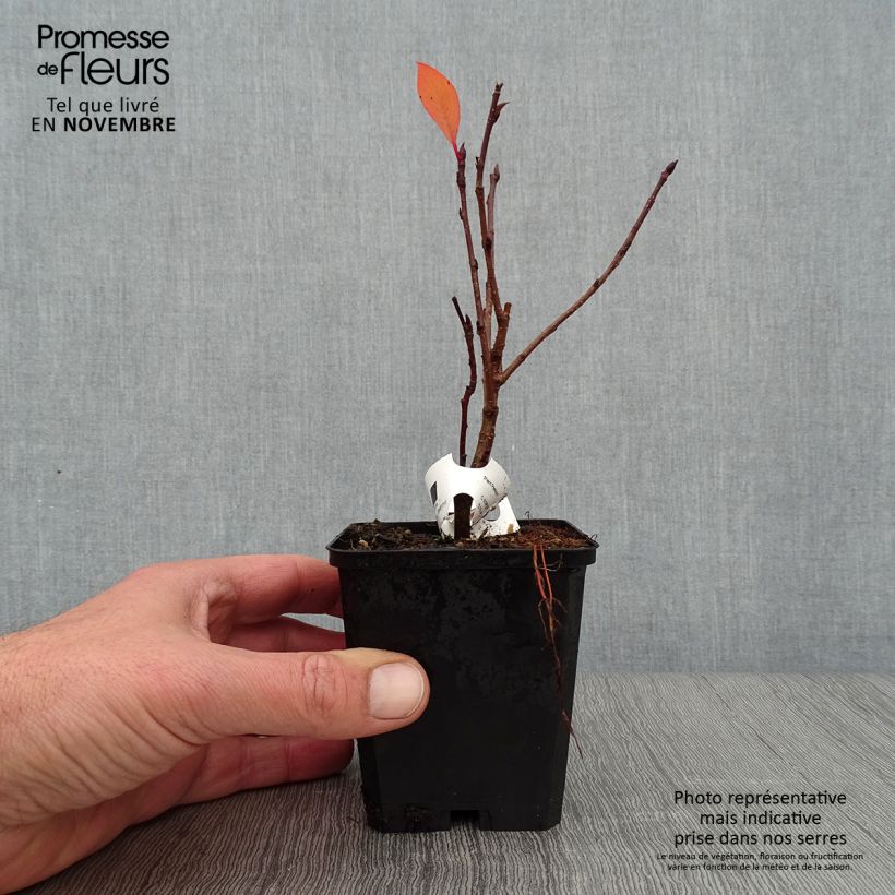 Example of Pflaumenblättrige Apfelbeere Viking - Aronia Kleine Töpfe von 7/8 cm as you get in automne