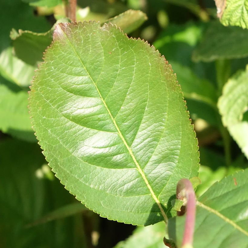 Pflaumenblättrige Apfelbeere Rubina - Aronia (Foliage)