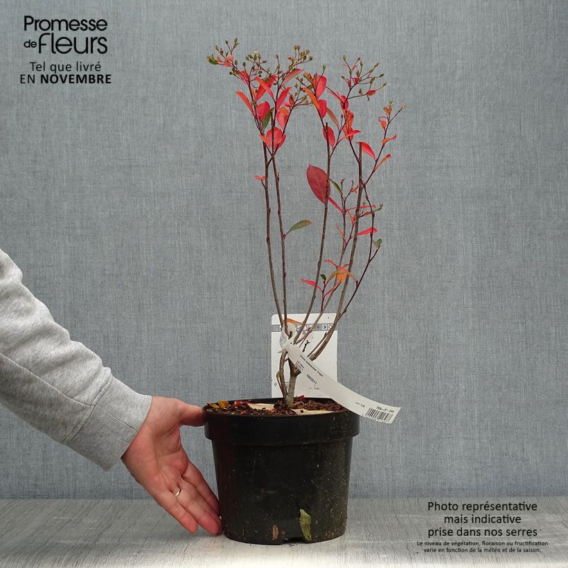 Example of Aronia melanocarpa Hugin - Schwarze Apfelbeere Topf mit 2L/3L as you get in automne