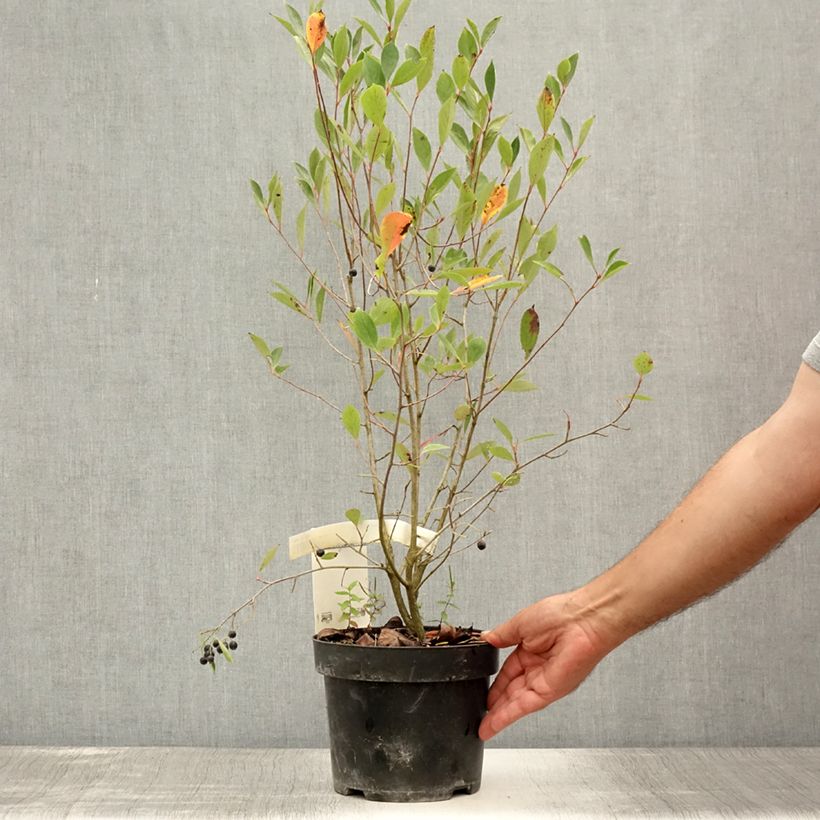 Exemplar von Aronia melanocarpa Hugin - Schwarze Apfelbeere Topf mit 2L/3L wie im Sommer geliefert