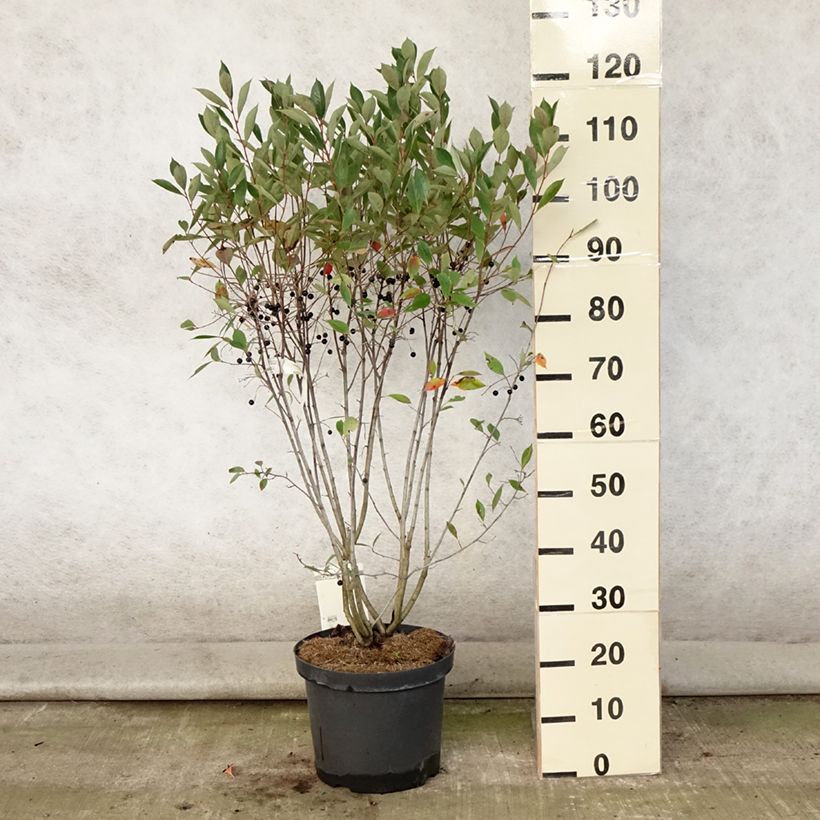 Exemplar von Aronia melanocarpa Hugin - Schwarze Apfelbeere Topf mit 7,5L/10L wie im Sommer geliefert