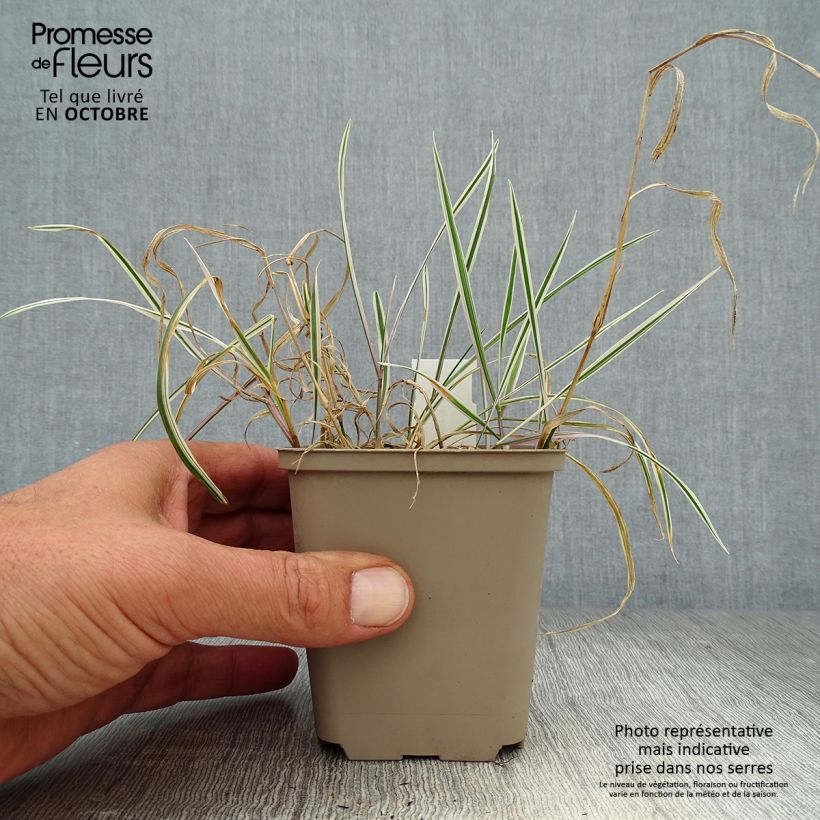 Example of Arrhenatherum bulbosum Variegatum - Glatthafer Kleine Töpfe von 8/9 cm as you get in automne
