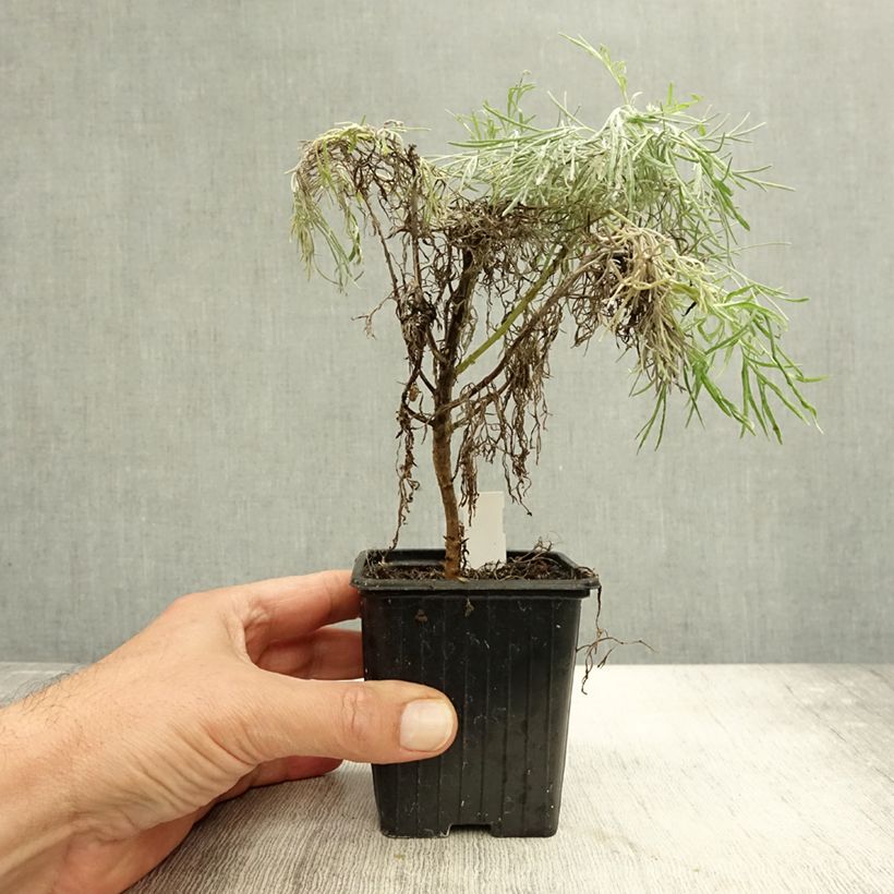 Example of Artemisia mauiensis Makana Silver - Beifuß Kleine Töpfe von 8/9 cm as you get in automne