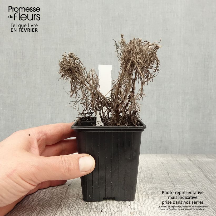 Exemplar von Artemisia mauiensis Makana Silver - Beifuß Kleine Töpfe von 8/9 cm wie im Winter geliefert