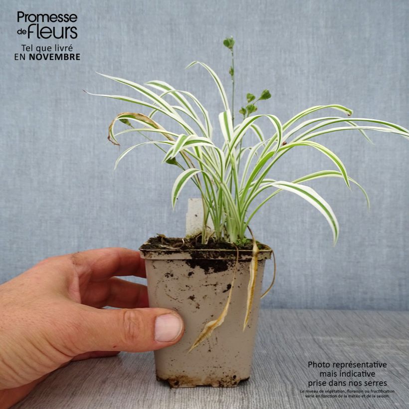 Example of Arthropodium candidum Little Lilia - Felsenlilie Kleine Töpfe von 8/9 cm as you get in automne