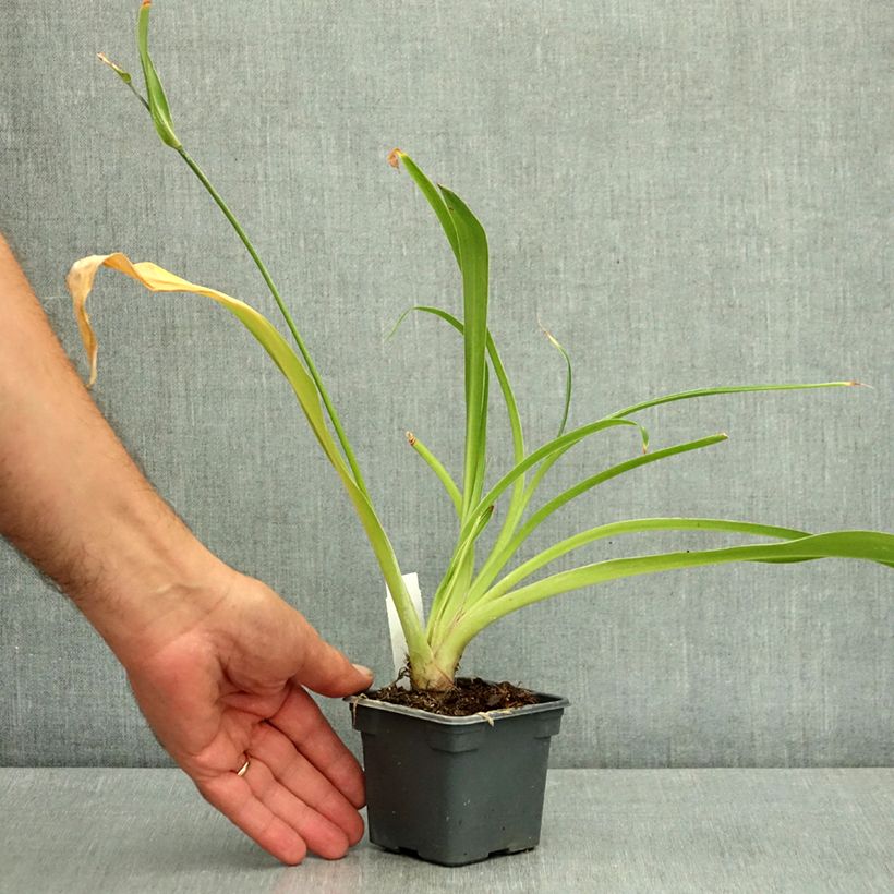 Exemplar von Arthropodium cirratum - Neuseeländische Steinlilie Kleine Töpfe von 8/9 cm wie im Sommer geliefert