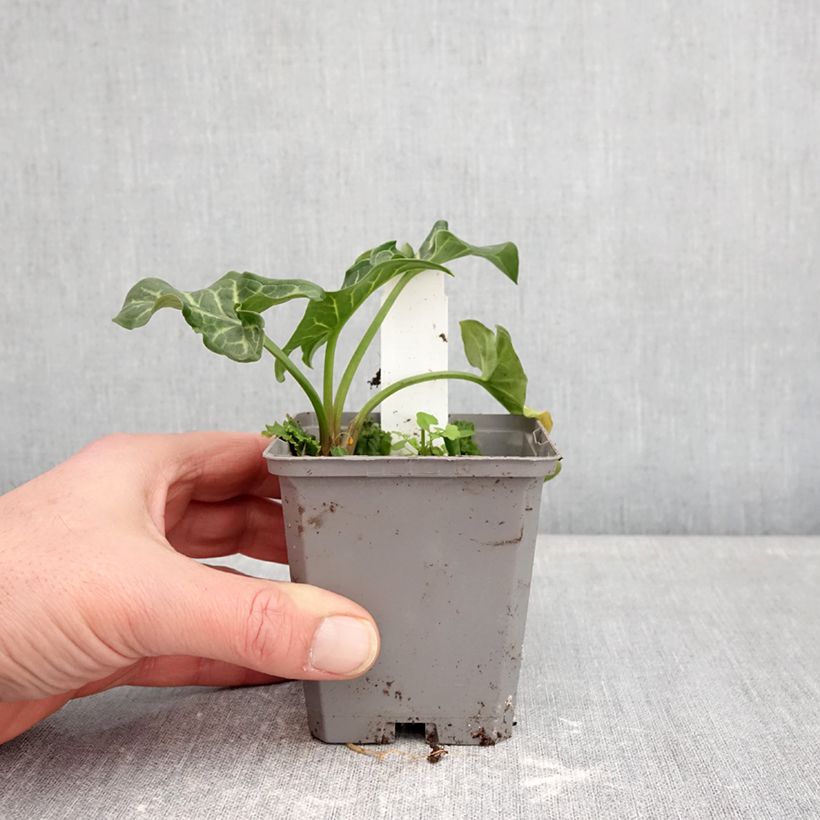 Exemplar von Arum italicum - Italienischer Aronstab Kleine Töpfe von 8/9 cm wie im Winter geliefert