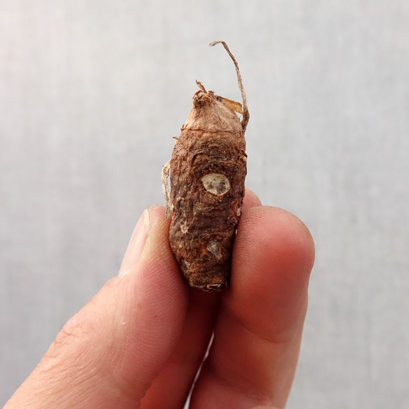 Example of Arum italicum subsp. italicum Marmoratum - Geaderter Aronstab Zwiebel size 6+ as you get in printemps