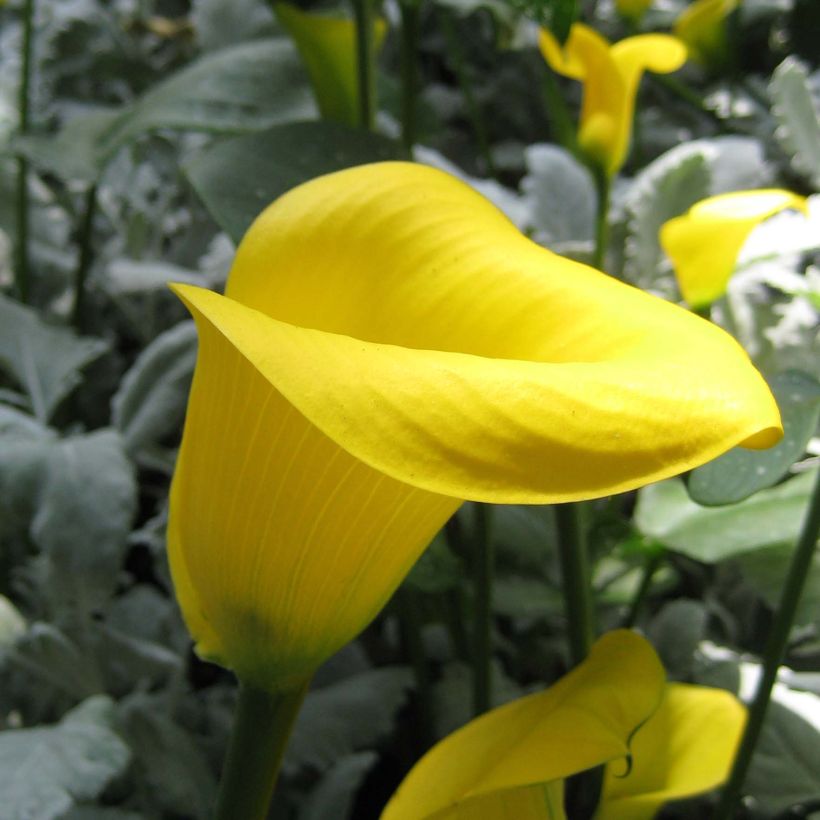 Zantedeschia Solfatare - Calla (Flowering)