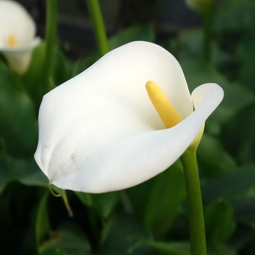 Zantedeschia aethiopica - Zimmercalla (Blüte)