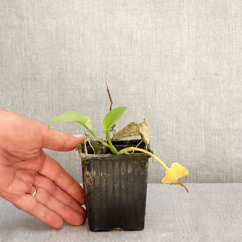 Exemplar von Zantedeschia aethiopica Green Goddess - Zimmercalla Kleine Töpfe von 8/9 cm Kaliber/Größe 15+ wie im Herbst geliefert