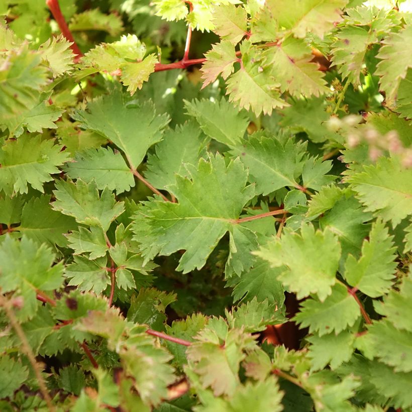 Aruncus Chantilly Lace - Geissbart (Foliage)
