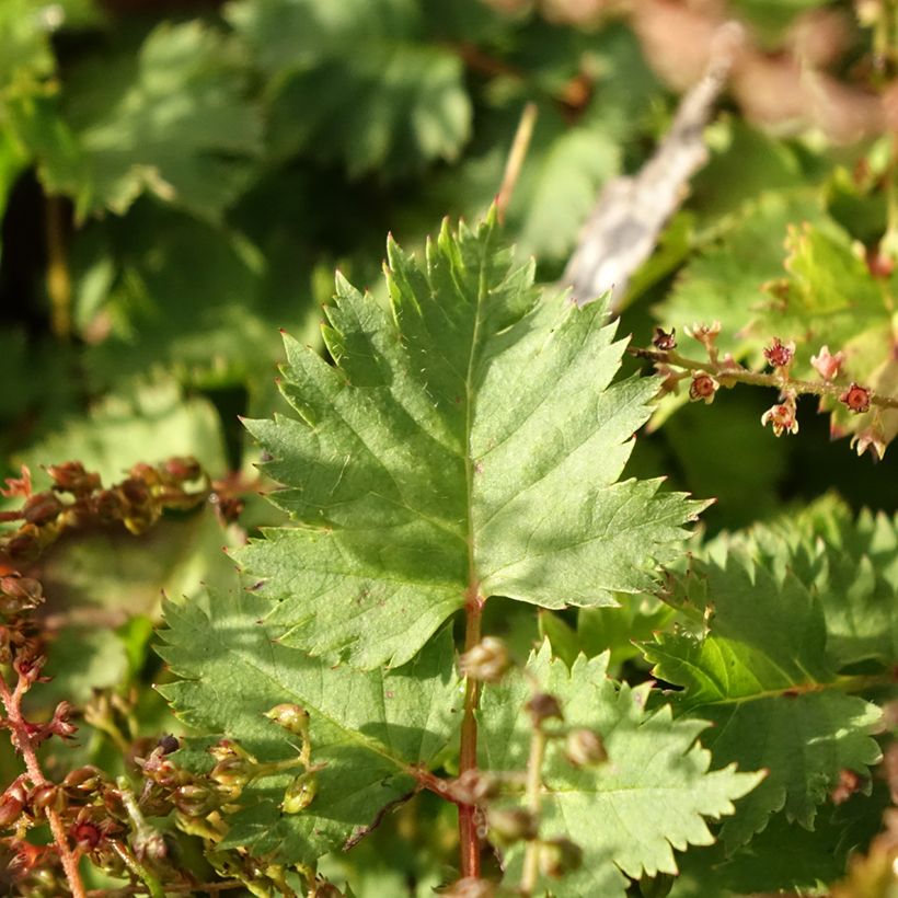 Aruncus dioïcus var. kamtschaticus - Wald-Geissbart (Foliage)