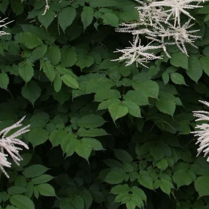 Aruncus dioïcus sylvestris - Wald-Geissbart (Foliage)