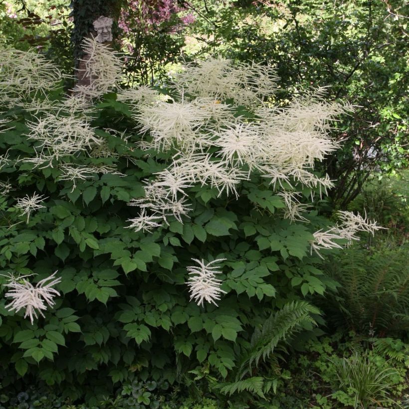Aruncus dioïcus sylvestris - Wald-Geissbart (Plant habit)