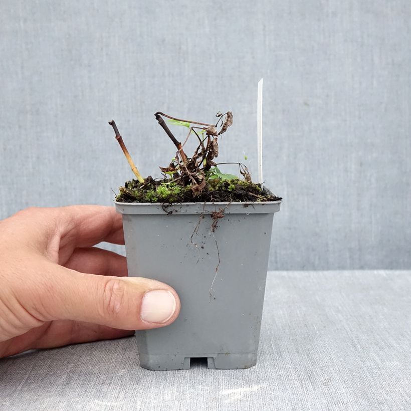 Exemplar von Aruncus dioïcus sylvestris - Wald-Geissbart Kleine Töpfe von 7/8 cm wie im Herbst geliefert