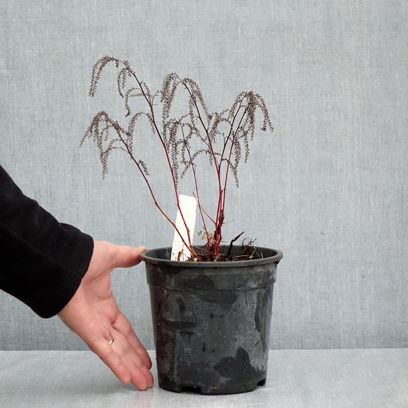 Exemplar von Aruncus Guinea Fowl - Geissbart Topf mit 2L/3L wie im Herbst geliefert