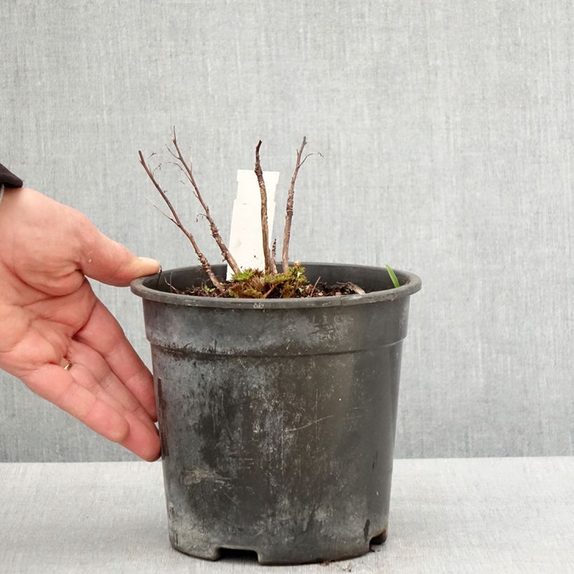 Exemplar von Aruncus Guinea Fowl - Geissbart Topf mit 2L/3L wie im Frühjahr geliefert