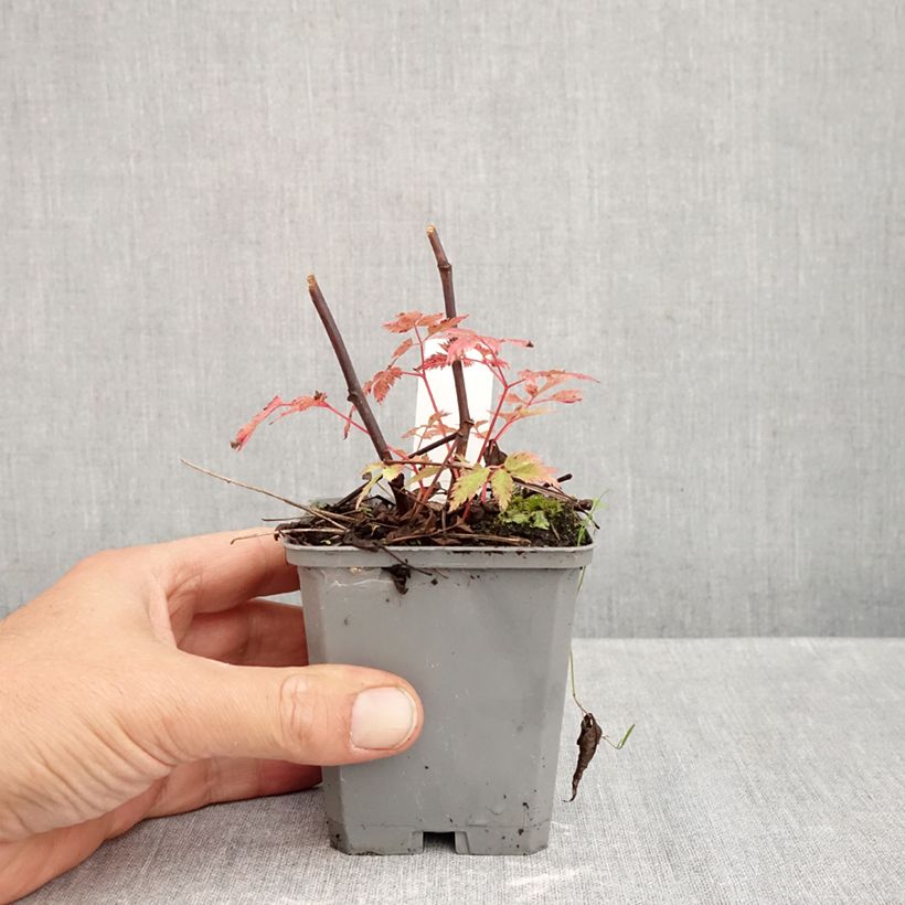 Exemplar von Aruncus Horatio - Geissbart Kleine Töpfe von 8/9 cm wie im Herbst geliefert