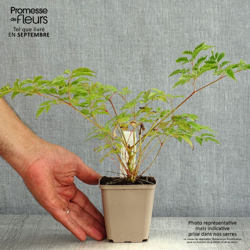 Example of Aruncus Horatio - Geissbart Kleine Töpfe von 8/9 cm as you get in ete