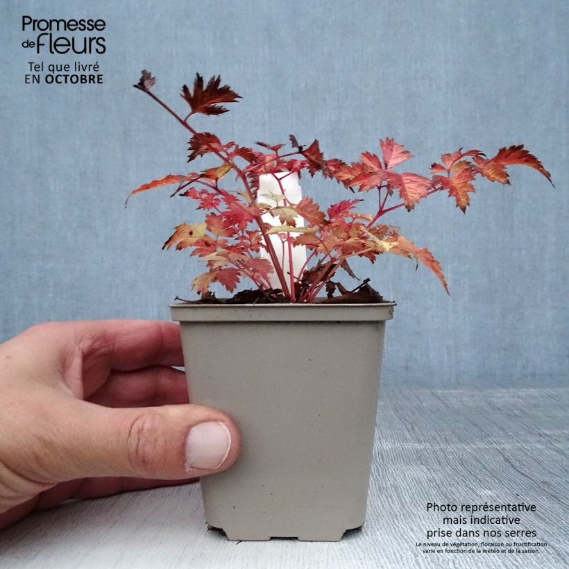Example of Aruncus Misty Lace - Geissbart Kleine Töpfe von 8/9 cm as you get in automne