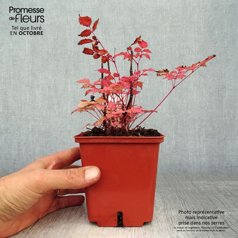 Example of Aruncus Misty Lace - Geissbart Topf mit 1L/1,5L as you get in automne