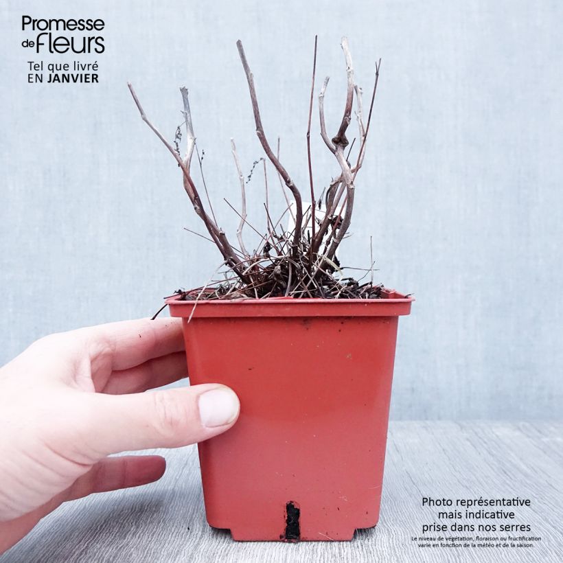 Exemplar von Aruncus Misty Lace - Geissbart Topf mit 1L/1,5L wie im Winter geliefert