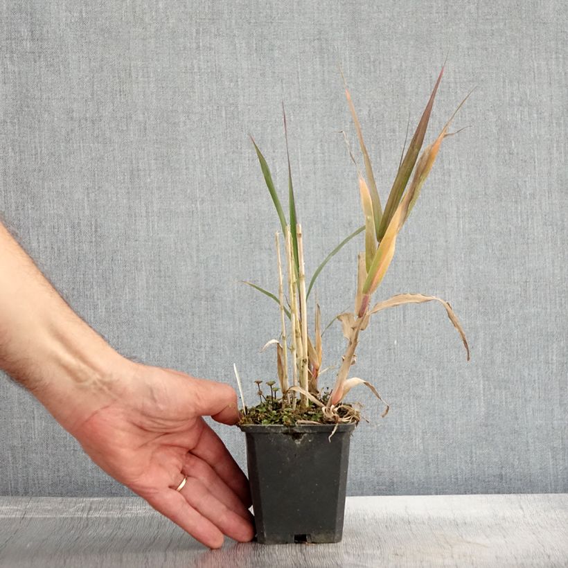 Example of Arundo donax - Spanisches Rohr Kleine Töpfe von 8/9 cm as you get in automne