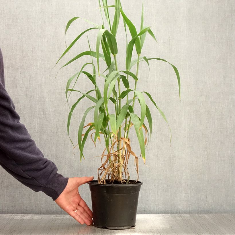Example of Arundo donax - Spanisches Rohr Topf mit 3L/4L as you get in automne