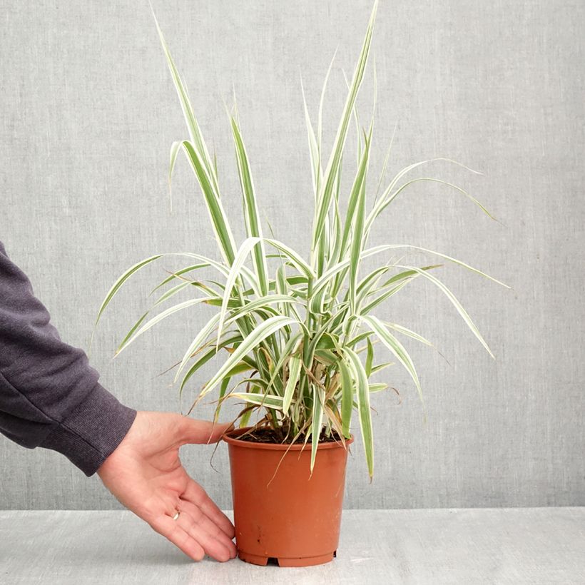 Exemplar von Arundo donax Ely - Spanisches Rohr Topf mit 1L/1,5L wie im Herbst geliefert