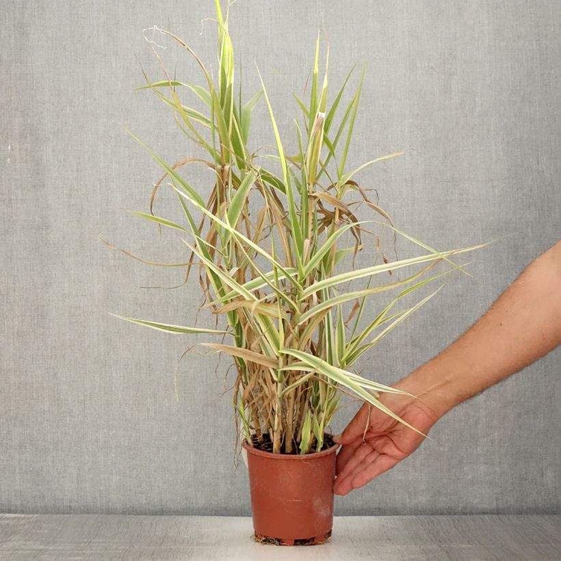 Example of Arundo donax Ely - Spanisches Rohr Topf mit 1L/1,5L as you get in ete