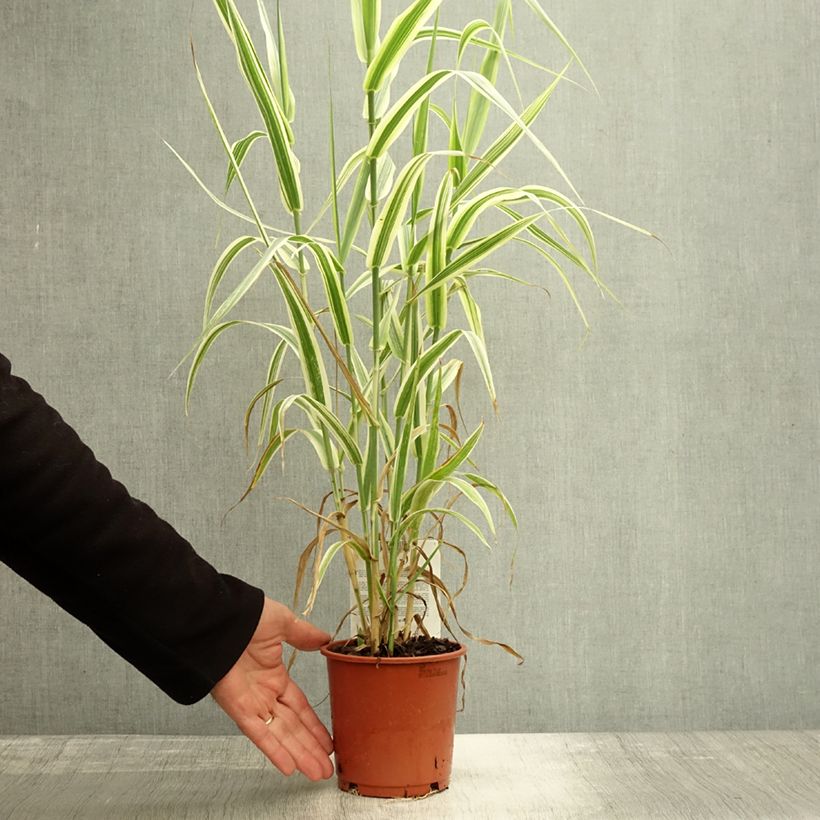 Example of Arundo donax Versicolor - Spanisches Rohr Topf mit 1L/1,5L as you get in automne