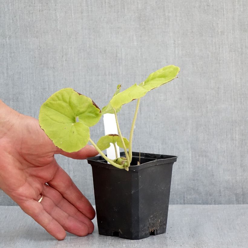 Exemplar von Asarum canadense - Kanadische Haselwurz Kleine Töpfe von 8/9 cm wie im Sommer geliefert