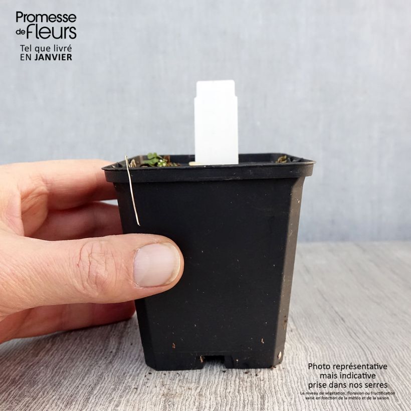 Exemplar von Asarum canadense - Kanadische Haselwurz Kleine Töpfe von 8/9 cm wie im Winter geliefert