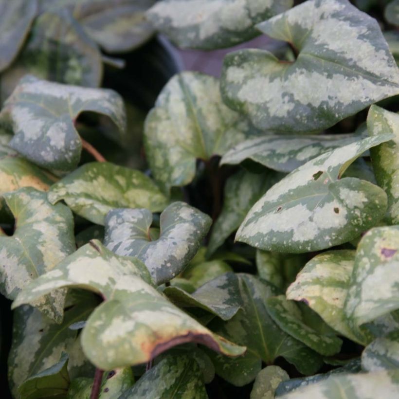 Asarum maximum Ling Ling - Chinesische Haselwurz (Foliage)