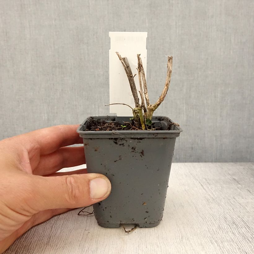 Exemplar von Asclepias curassavica - Curacao-Seidenpflanze Kleine Töpfe von 8/9 cm wie im Frühjahr geliefert