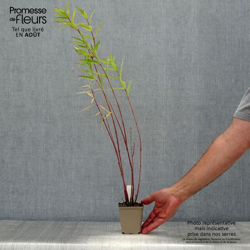 Example of Asclepias speciosa - Prächtige Seidenpflanze Kleine Töpfe von 8/9 cm as you get in ete