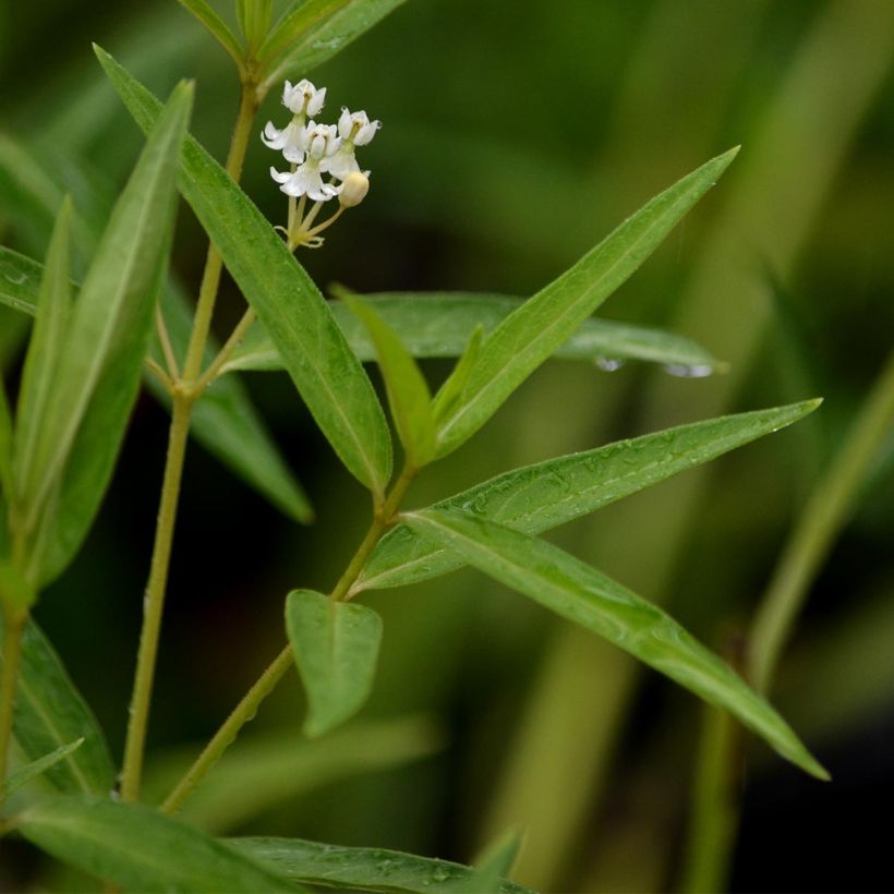 Asclepias incarnata Ice Ballet - Weissblühende Seidenpflanze (Foliage)