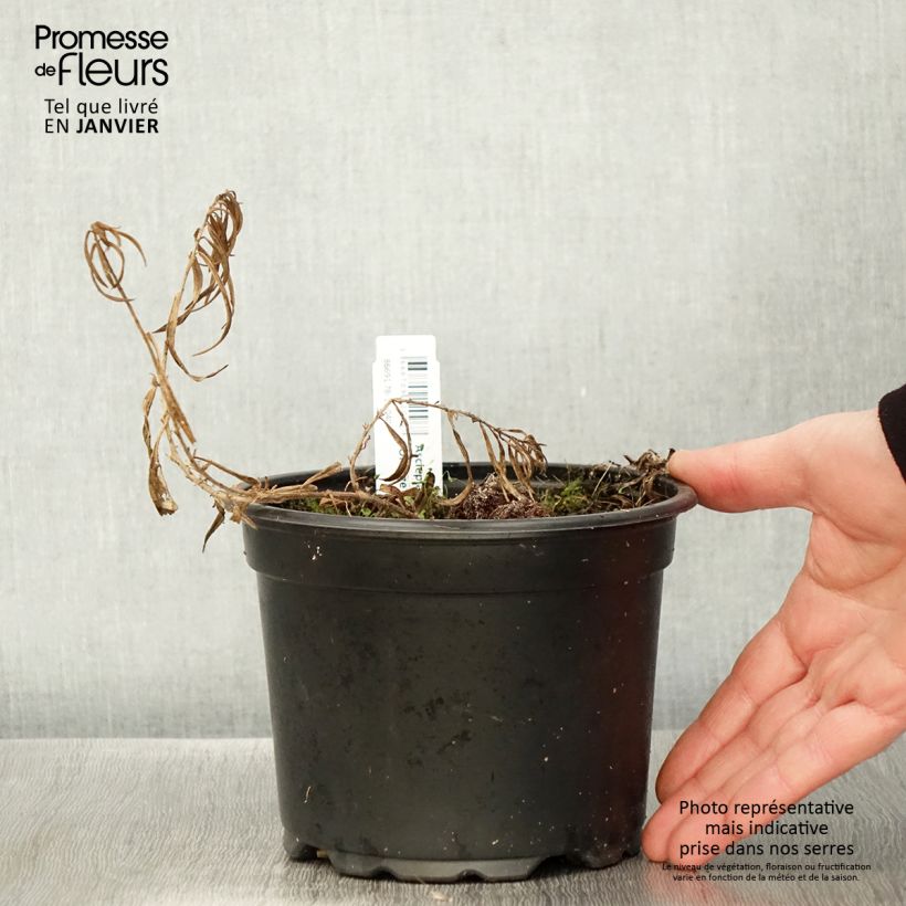 Exemplar von Asclepias tuberosa - Knollige Seidenpflanze Topf mit 2L/3L wie im Winter geliefert