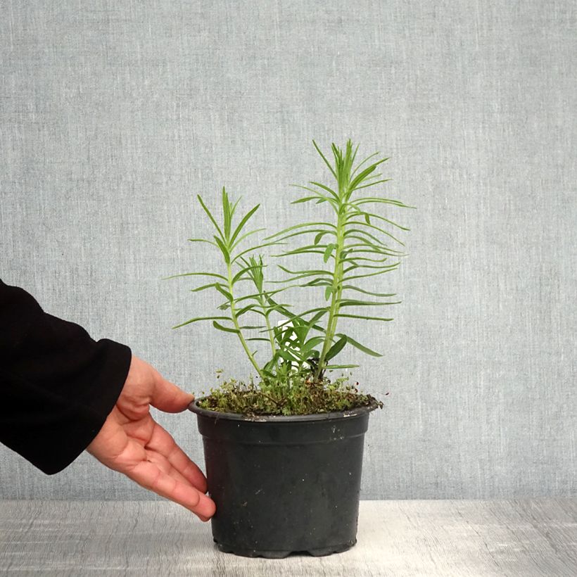 Exemplar von Asclepias tuberosa - Knollige Seidenpflanze Topf mit 2L/3L wie im Frühjahr geliefert