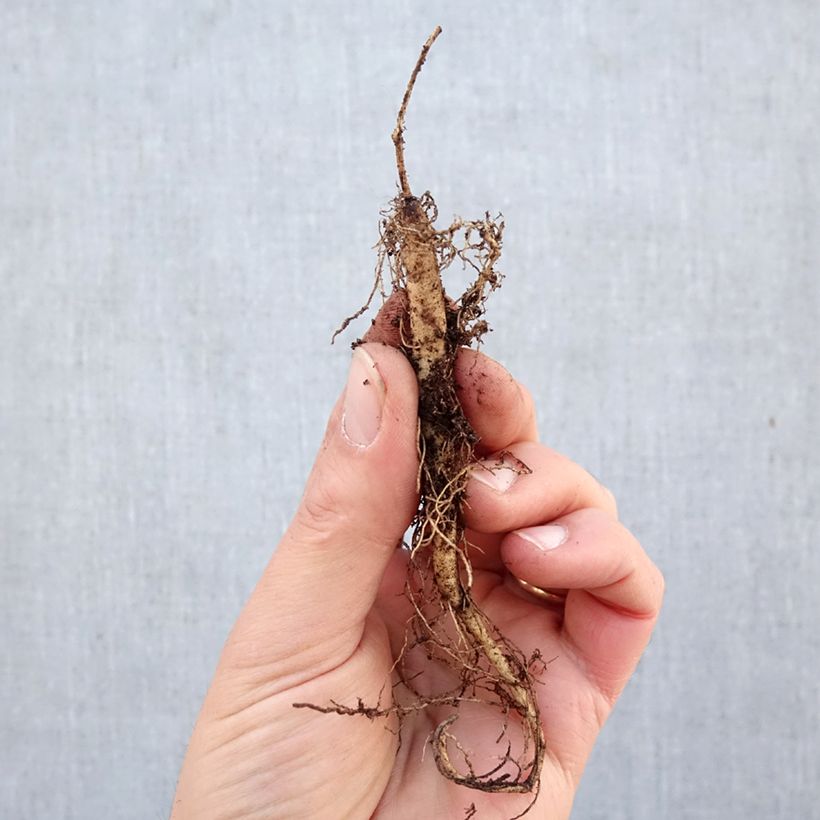 Exemplar von Asclepias tuberosa - Knollige Seidenpflanze Wurzelnackt wie im Winter geliefert