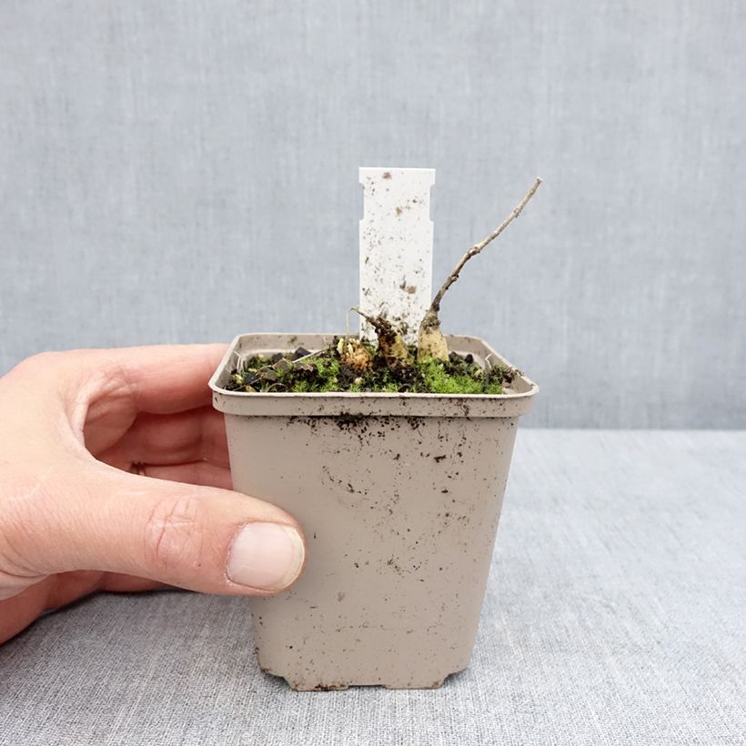 Exemplar von Knollige Seidenpflanze Jaune - Asclepias tuberosa Kleine Töpfe von 8/9 cm wie im Frühjahr geliefert