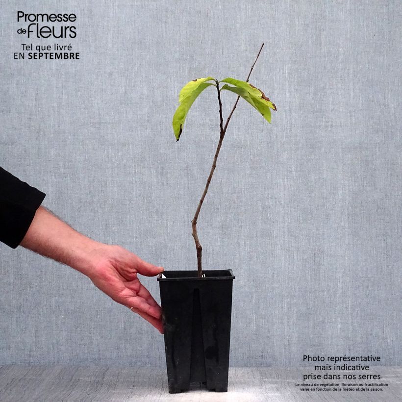 Example of Papau Prima 1216 - Asimina triloba Topf mit 2L/3L as you get in automne